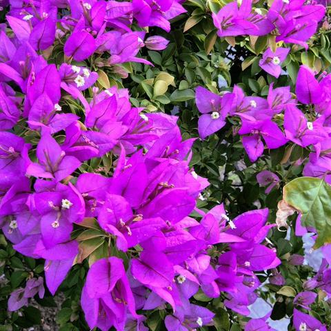 A bougainvillea bush with bright purple bracts surrounding tiny white flowers