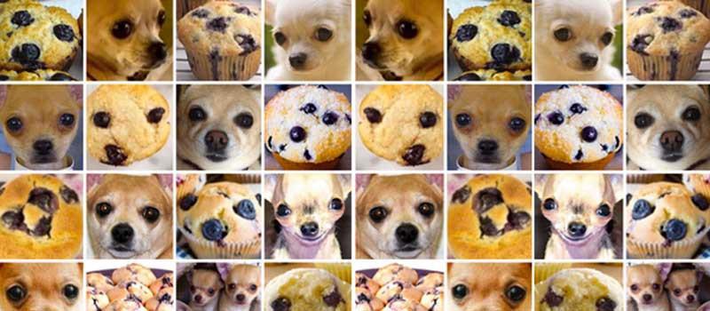 A greatest images, some of them are muffins and some of them are chihuahuas 