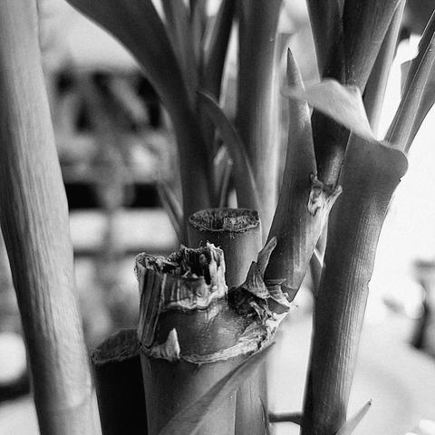 Macro black-and-white photo of a lucky bamboo plant (Dracaena sanderiana) showing stem stumps and several leaves