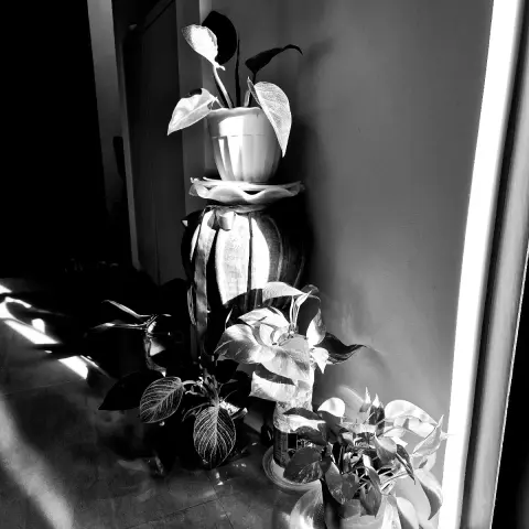 High-contrast black-and-white photograph of several potted house plants along a wall partially illuminated by a beam of sunlight coming from off-frame to the right