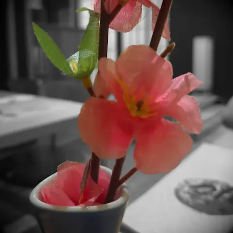 Macro photograph of plastic Chaenomeles flowers in a small vase on a table in a restaurant. The flowers and the vase are in color while the rest of the photo is black and white and out of focus.
