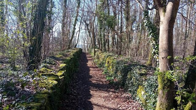La hajko priskribas la vidaĵon. Arbara vojo streĉas direkte for de la vidanto inter du malaltaj muroj kovritaj per hedero kaj muskoj. La arboj ne havas foliojn jam, kaj ĵetas fortajn ombrojn en la  brila sunlumo.