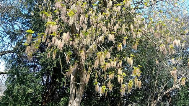 Acer negundo, la arbo, estas kovrita per la maldikaj grapoloj de viraj floroj en densaj grupoj. La folioj estas ankoraŭ malgrandaj kaj apenaŭ videblaj.