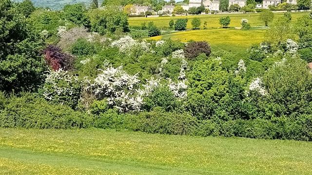 Vido tra malgranda valo al kratagaj arboj  en plena florado inter aliaj arboj. Malproksime verda deklivo kaj vico de domoj.