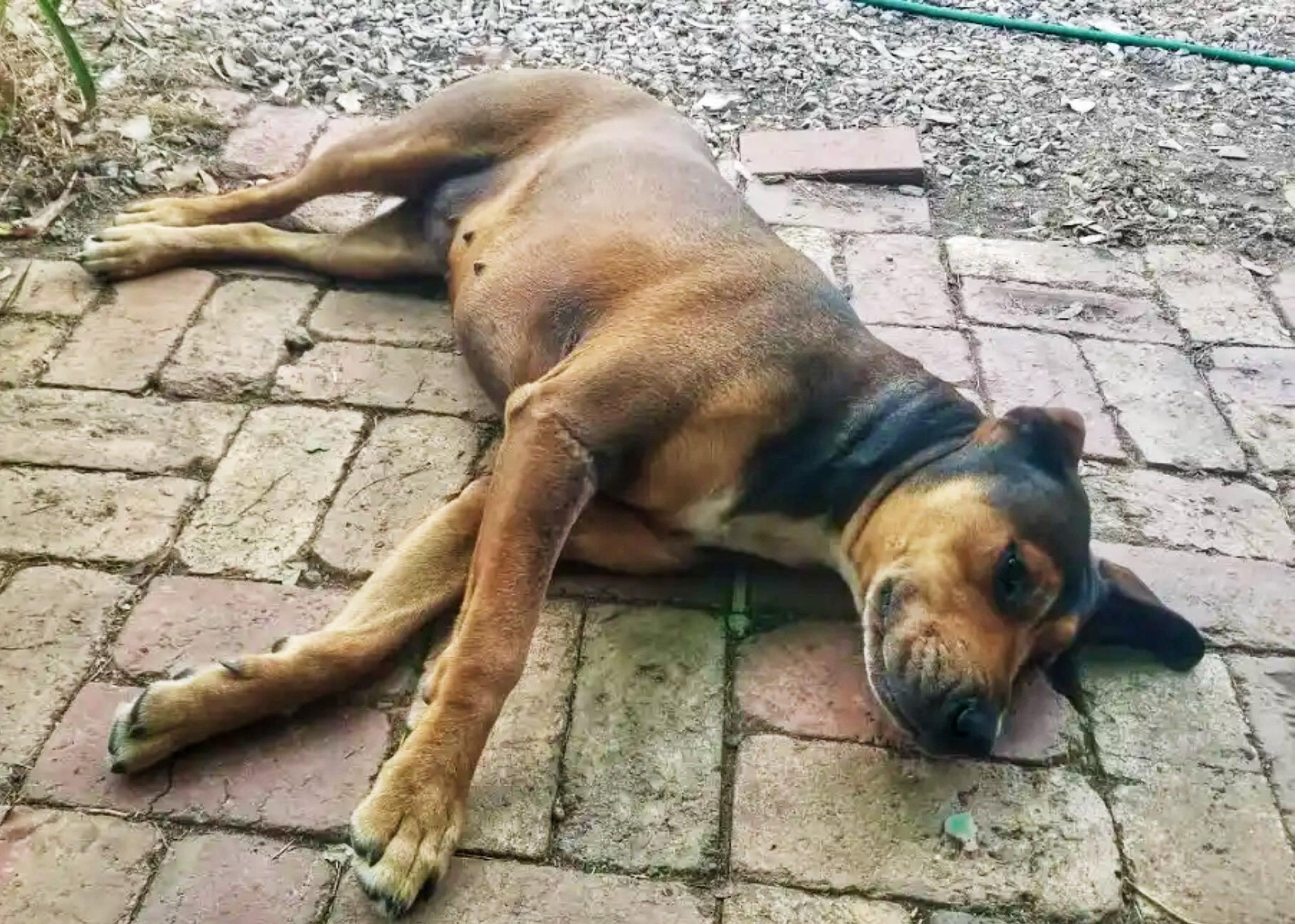 Bella the dog. Flat out in Victoria’s heatwave.