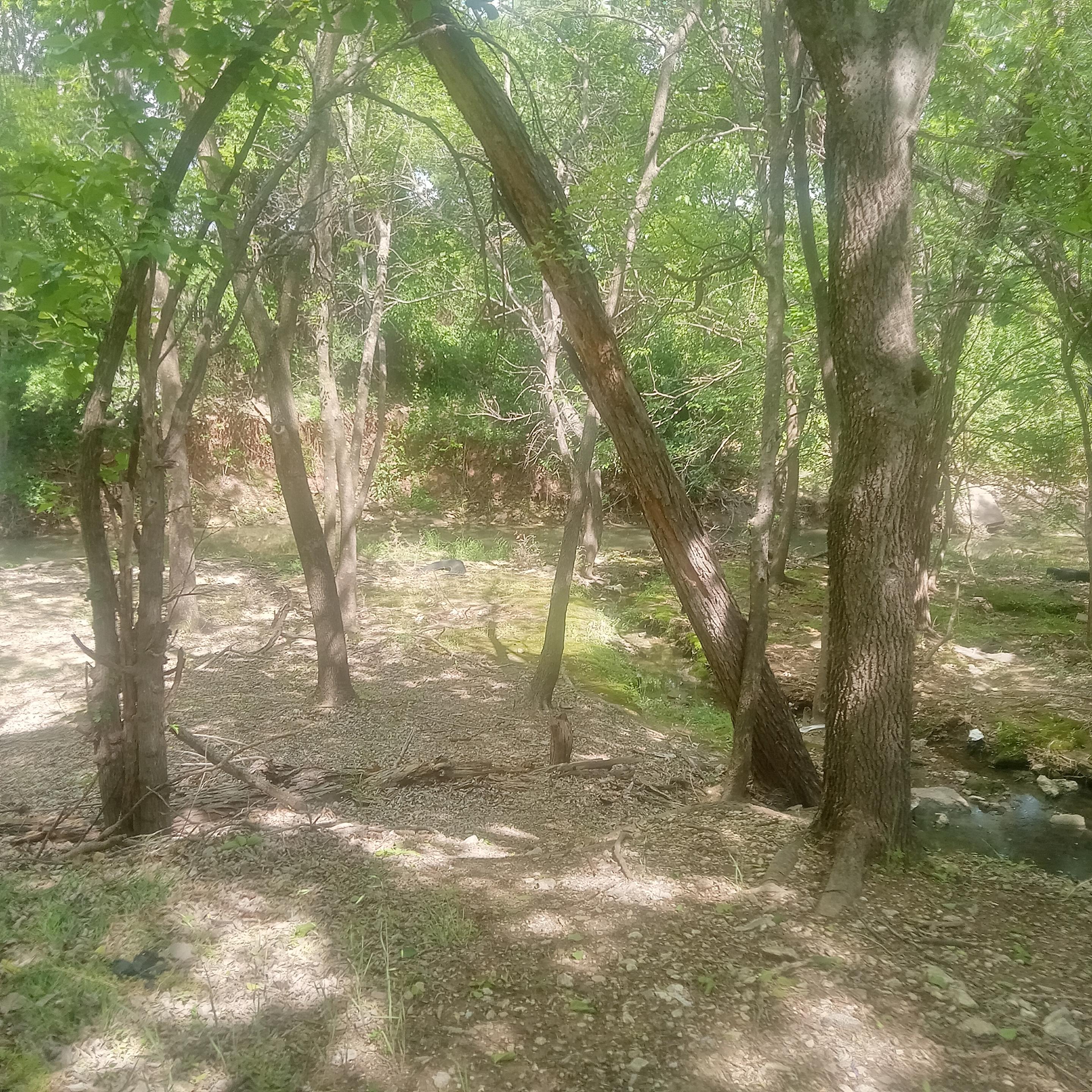 A forested grove next to a river.