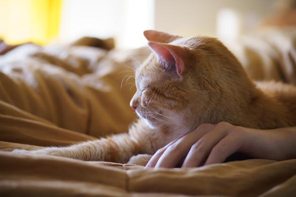 sam, sat on a color-matched comforter, closing his eyes while facing the light away from the camera, resting on someone's hand