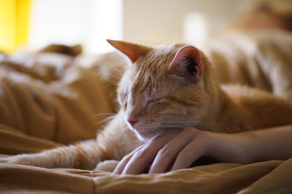 sam, sat on a color-matched comforter, closing his eyes while facing the camera, resting on someone's hand