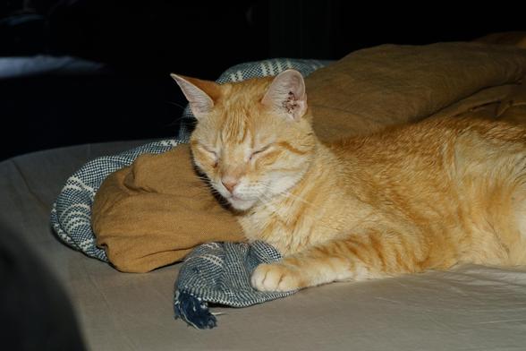 Sam, an orange cat, laying on a blanket, getting blasted by the flash