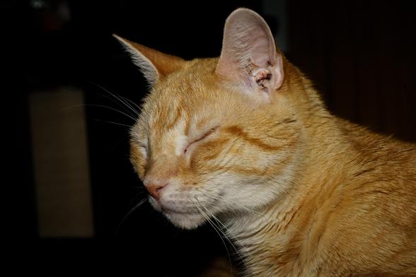 the face of Sam, an orange cat, getting blasted by the flash