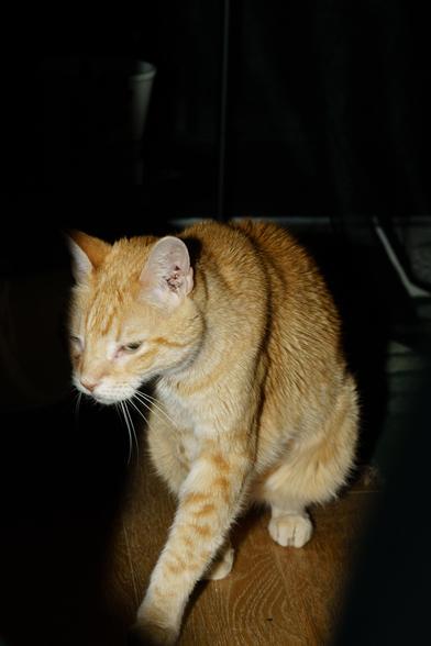 Sam, an orange cat, leaving the scene of the crime, getting blasted by the flash