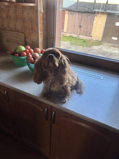 Ruby Cavalier dog sitting on a kitchen counter