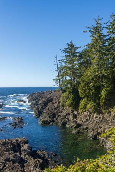 An alcove in the cliff shoreline is visible. The sea water in it has a deep green hue, and rocks are visible in its bottom. Above the cliff, large pine trees are visible. Further away, rocks form the edge of the shoreline, with plenty of foam and spray from the crashing waves. The ocean and sky are bright blue, and near featureless.
