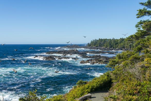 A rocky shoreline is visible during noon hours, and the scene has a bright and contrasty look. The water looks bright blue, and turbulent seawaves crash towards the shore, with plenty of foam and spray washing the rocks. The shore is mostly a cliff of varying height, and a small pathway is visible along the nearer portion of it. A large flock of seagulls fly past.