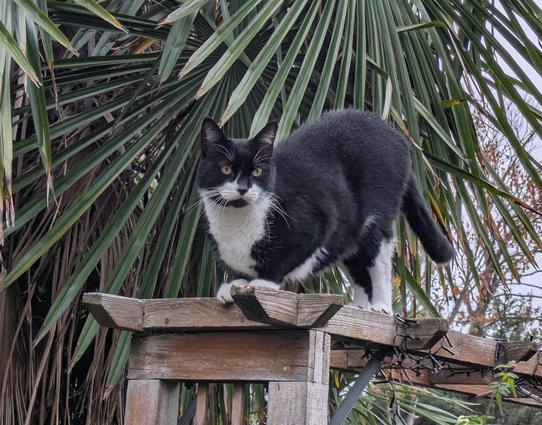 Monty, next door's cat