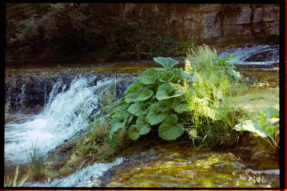 a bunch of round-leafed plants growing in the middle of a stream, surrounded by tall grass. the rocks under the water are covered in moss, and in the back we can see a short waterfall and some bushes