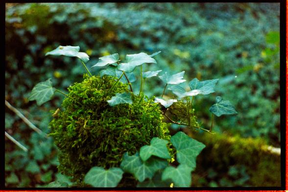 close-up of some terrestrial moss this time, apparently growing on top of a dead branch, which is also being taken over by a sort of vine. in the background are also a lot more vines covering the forest ground