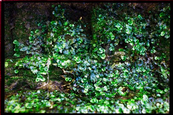 some water plants growing over rock, showing a lot of different shades of green, some reflecting the sky and looking blue