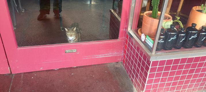 The front of a shop in a rather pink colour, with a tabby cat sitting behind the glass door staring at me