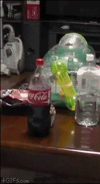 hamster stalking GIF