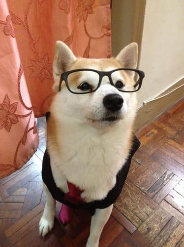 a portrait shot of an adorable shiba inu wearing glasses and with a red tie looking into the camera.

via: shibes.lol
