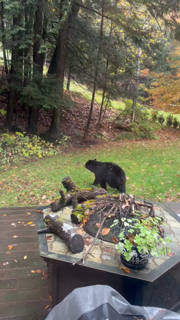 Small bear poking around next to neighbor’s house