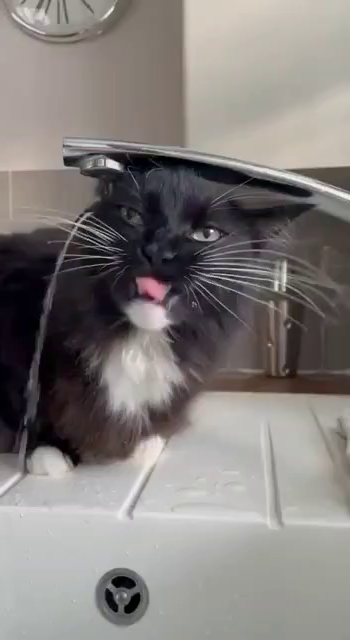 The video of a silly tuxedo cat trying to drink water from a faucet while the water just rolls off the kitty's head to the side, completely missing its mouth.
