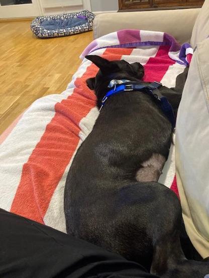 A black dog laying on their side on the sofa, head away from the camera, facing towards the back of the sofa. Their hind quarters are against the author’s hip.