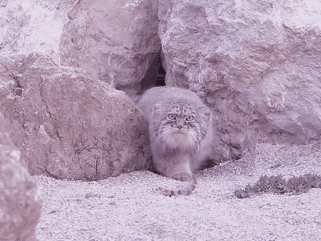 Fluffy Pallas cats emerge from a rock cave, one behind the other, walking with purpose towards the camera and disappearing to the left, endlessly