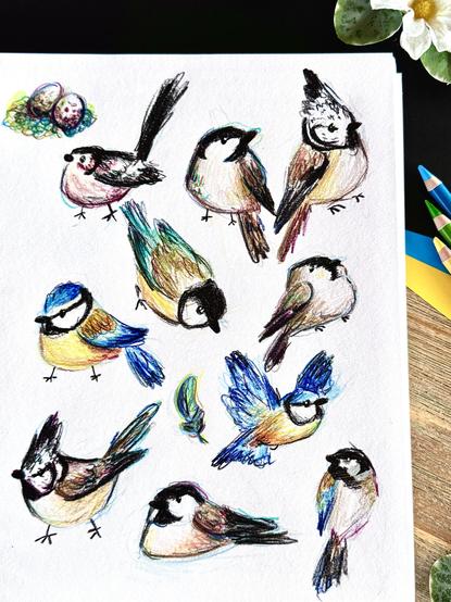 Picture of a sketchbook open on a page filled with cute coloured pencil drawings of several species of tits in different positions.