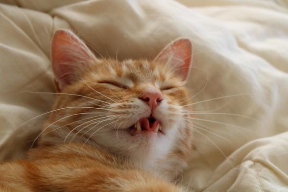 Washy mlem with his tongue 👅