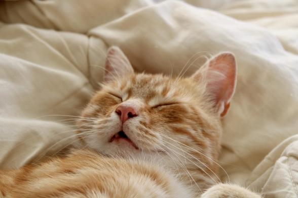 Washy the derpy cat