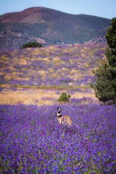 A landscape photo of the Flinders Ranges. Yellow grass, purple flowers. An emu wanders across the scene