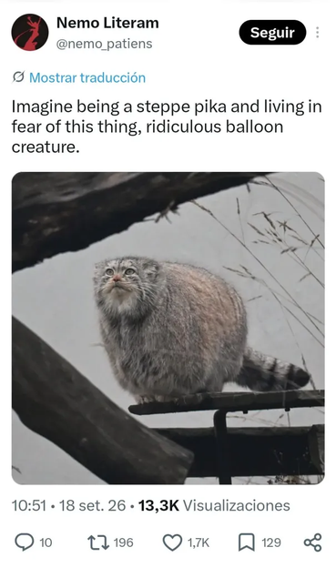 A tweet screenshot.
Nemo Literam writes: "Imagine being a steppe pika and living in fear of tthis thing, ridiculous balloon creature." A Pallas's cat photo attached. It sits on some sort of catwalk and looks pretty round and fluffy.