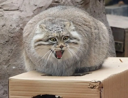 A distressed Pallas's cat's photo. Its ears are pressed to its head, its eyes and mouth are wide open. It looks even rounder than usual.