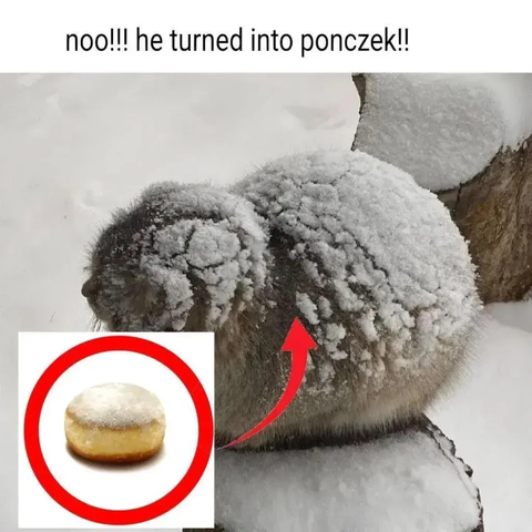 A snow-covered Pallas's cat's photo. It is really compacted. Text says: "noo!!! he turned into ponczek!!" There's a photo of a sugar powder coated bagel of sort in lower left. They do have some similarities.