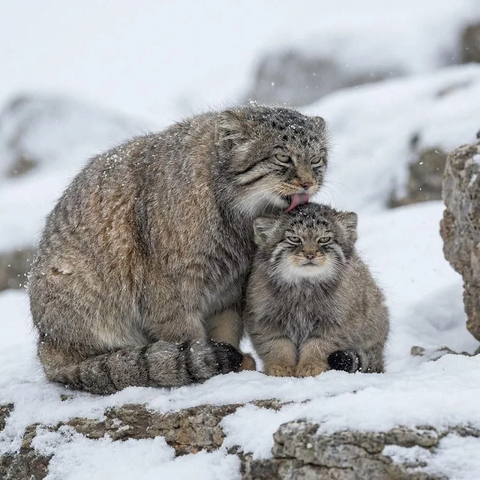 Momma Pallas's cat bathes her kitten. Kitten unamused.