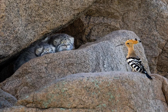 Two Pallas's cats sitting in a cave. There's a hoopoe outside the cave. Cats look at it. They are visibly shocked that hoopoes exist.