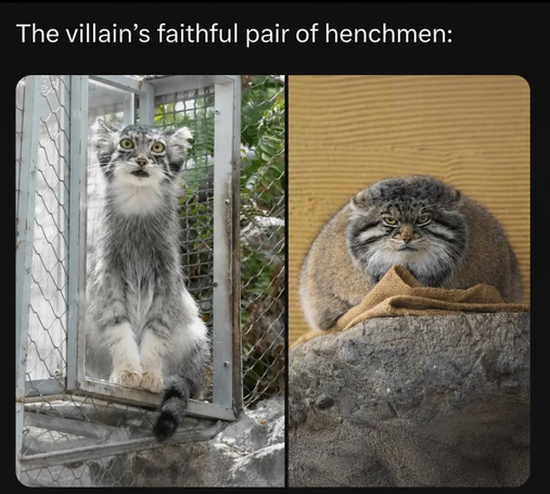 Text: "The villain's faithful pair of henchmen:" Next, two Pallas's cats photos. First - really amazed and bedazzled. It stretches its neck long, making it look thin, and opens its mouth with its eyes wide, making it look silly. Second - wide, collected and serious, looks very respectable, trusty and round.