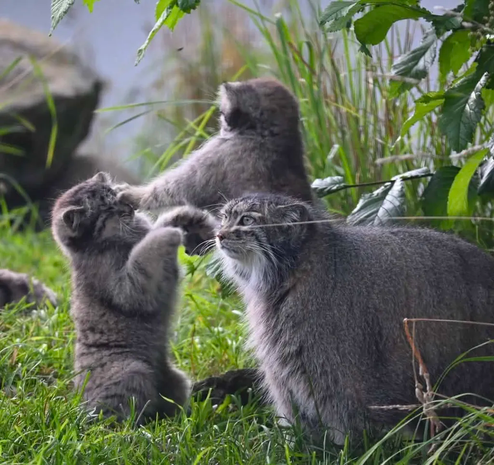 A green lawn. Two Pallas's cat kittens have a fight. Their mother stands next to them and looks into yonder.