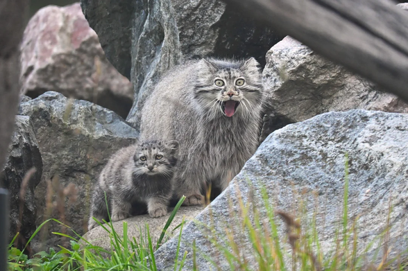 A Pallas's cat with its kitten. The parent must be having a yawn, but it looks like it is very happy to see someone. The kitten must be sleepy, but it looks like it's gonna say something like "Oh, man..."
