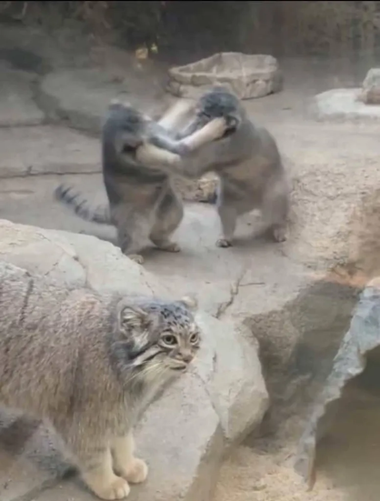 A photo from a zoo. A rocky coast, a Pallas's cat stands on a shore. Another two kittens have a fight behind it.