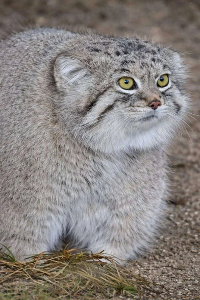 A photo of serious and collected Pallas's cat. It looks like it's wearing thick pants.