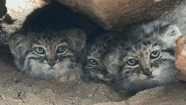 Three Pallas's cats look from a little cave under a rock. They look shy.
