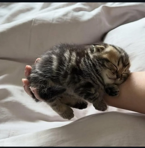 A little cute Pallas's cat's kitten rests in someone's hand. It's literally size of a palm.