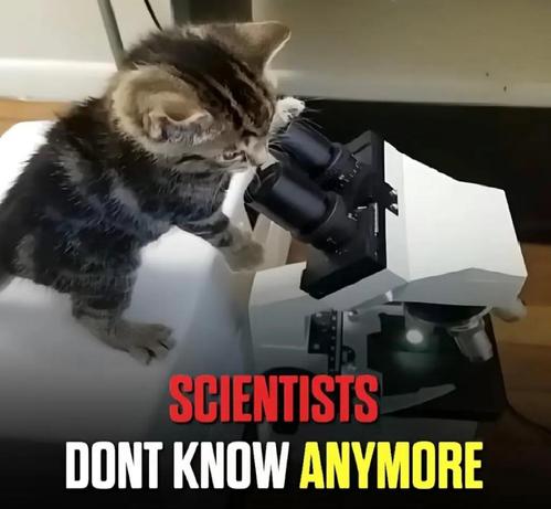 Photo of a kitten with a paw on a microscope lens. Text at the bottom reads:

SCIENTISTS
DONT KNOW ANYMORE