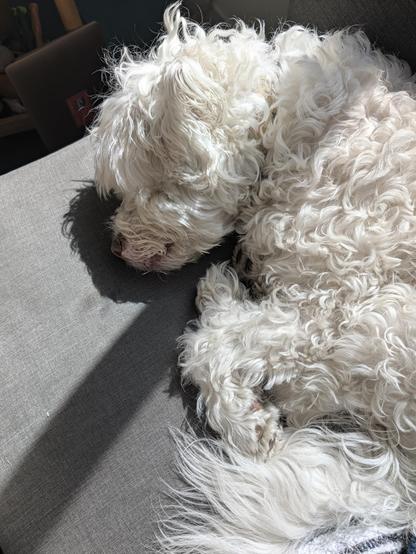 A white fluffy dog sleeps peacefully in a sunbeam on a grey couch.