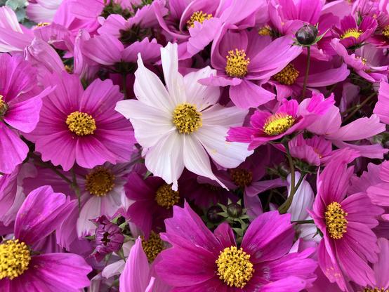 Cosmos blooms, mostly a rosy purple but with one white one near the center.