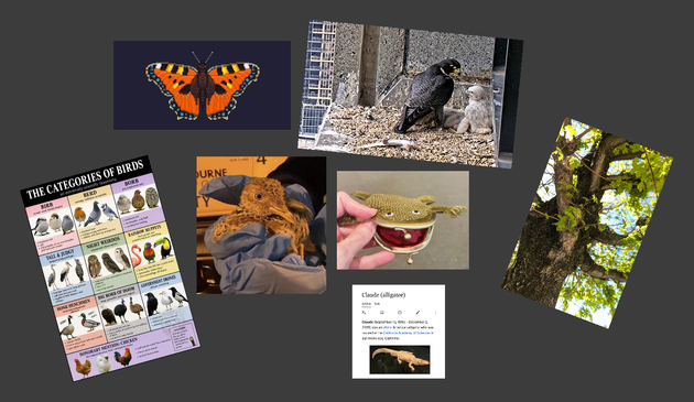 A simple moodboard.

From left to right, top to bottom:

- A tortoiseshell butterfly pixel art
- A peregrine falcon feeding babies
- Moss on a tree
- A humorous bird categorisation
- A rescued plains wanderer
- A possibly-knitted-or-crocheted frog-purse
- Claude the Albino Alligator