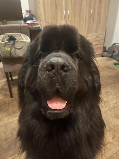 Odin the Newfie seconds before he leapt at me because he still hadn’t gotten all the love out of his system